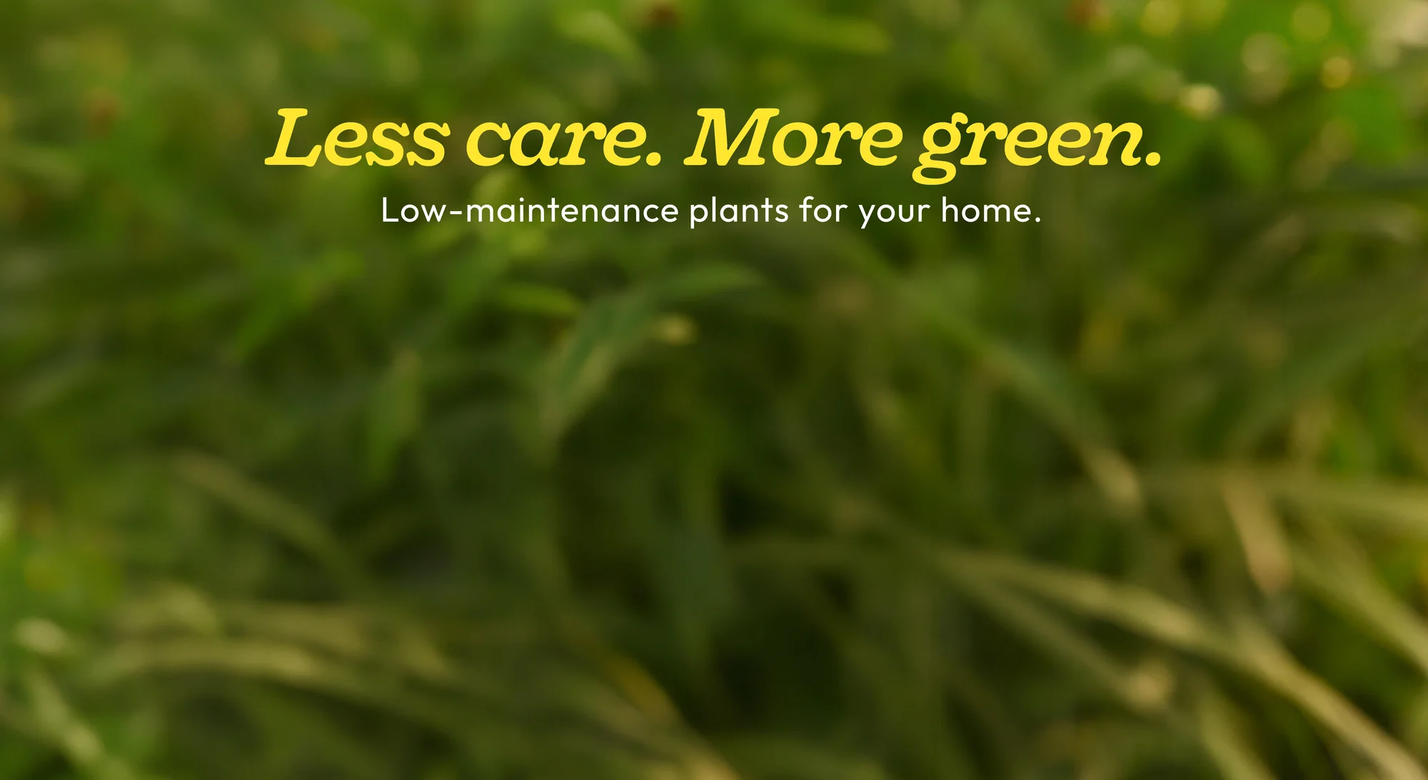 Breathe Life Into Your Home