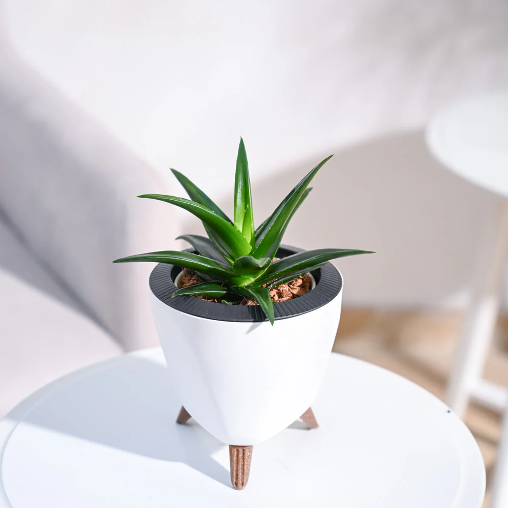 Product image 80