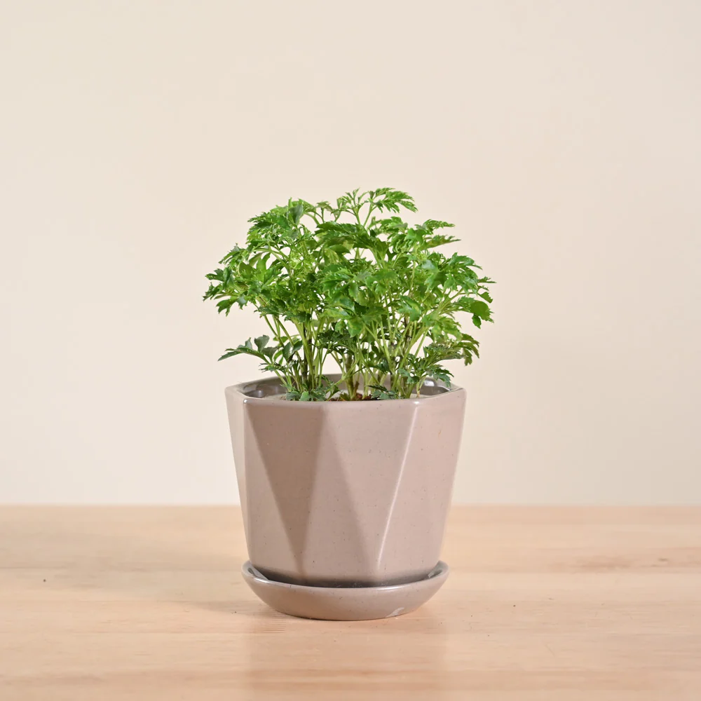 Product image 96