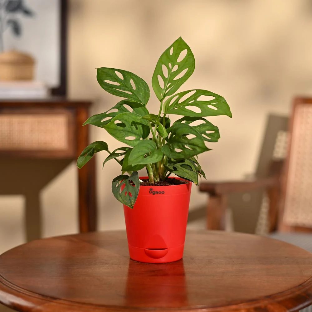 Product image 92