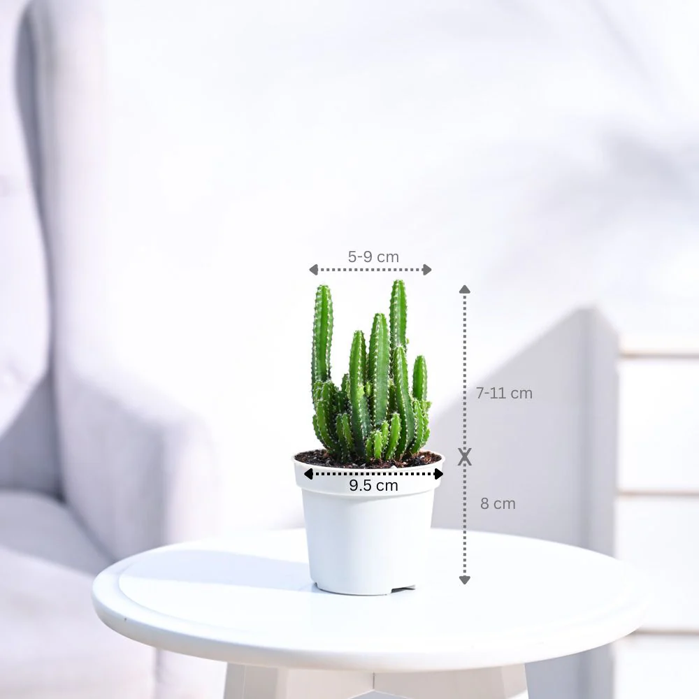 Product image 79