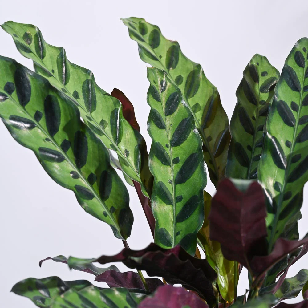 Product image 108