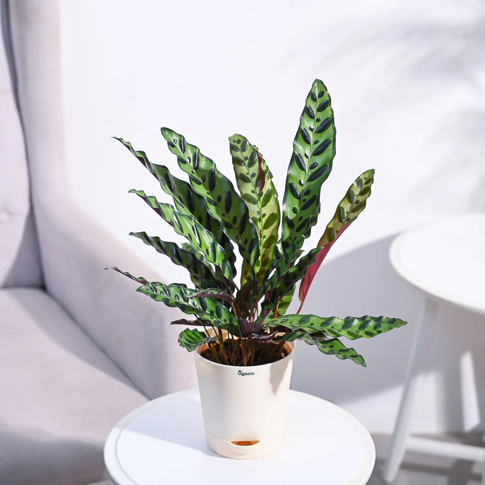 Product image 80