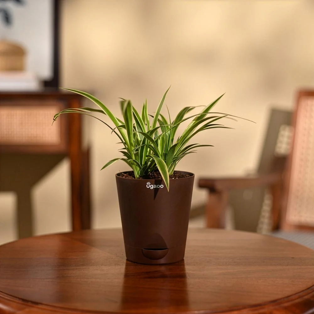 Product image 100