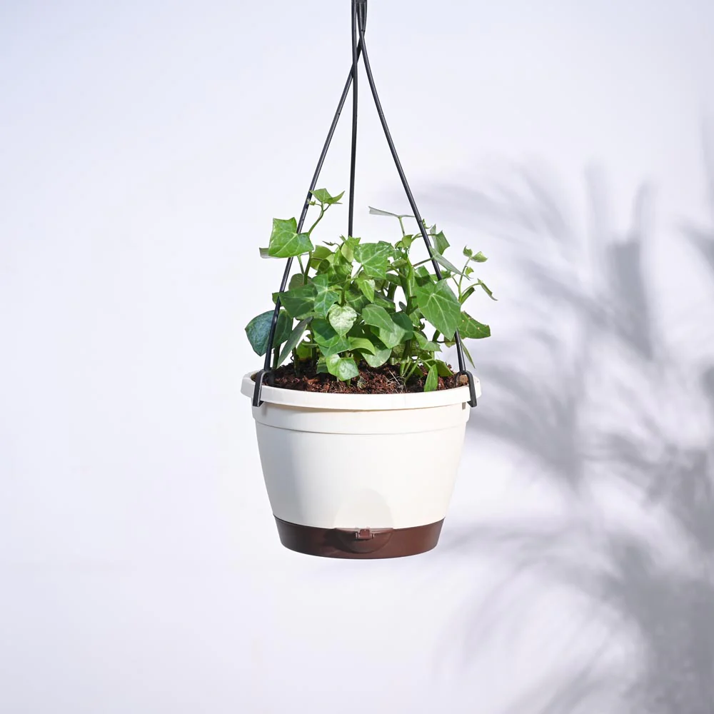 Buy Plants Online In Chennai for Sale
