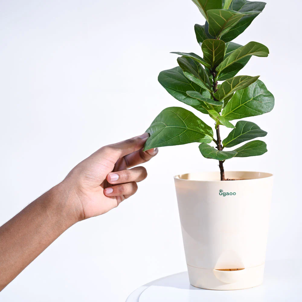 Product image 70