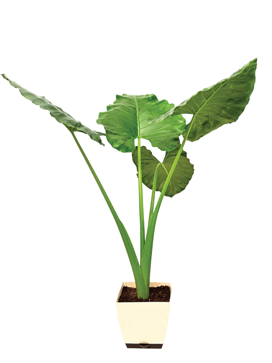 Best Online Plant Nursery in Hyderabad