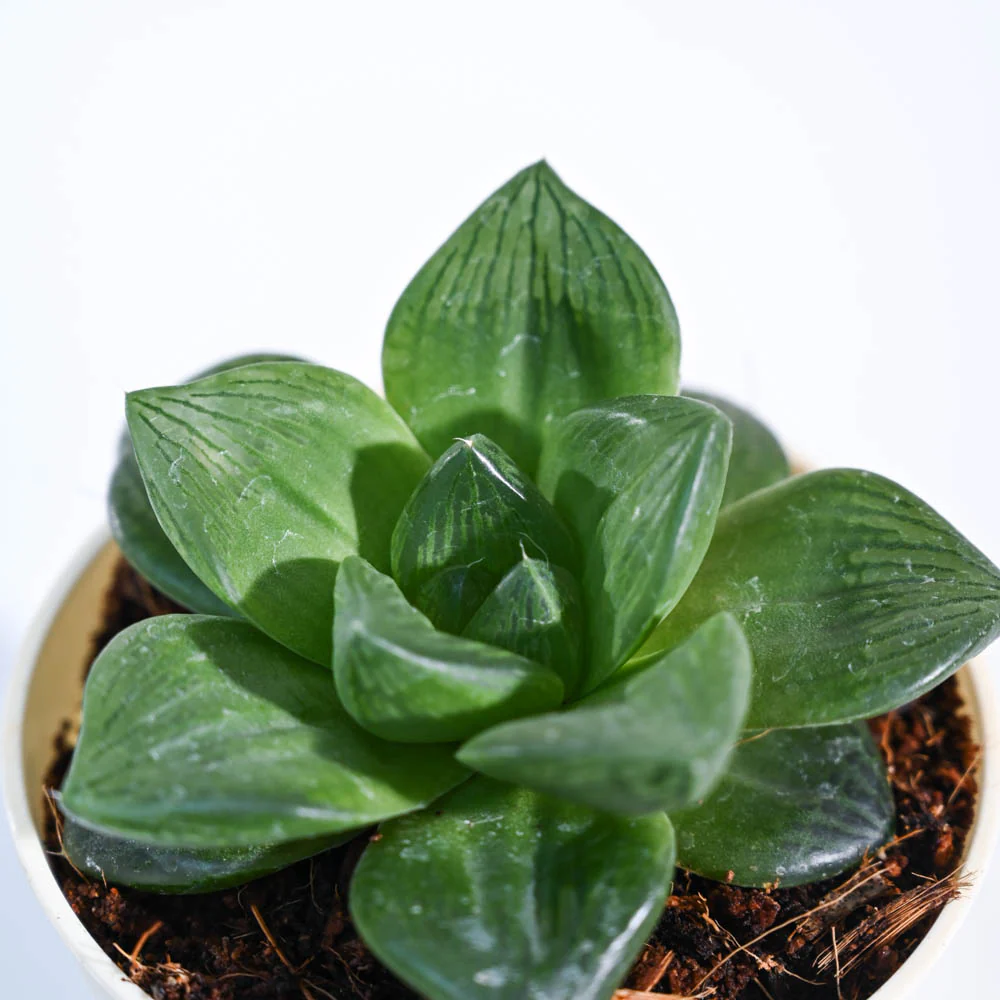 Product image 78