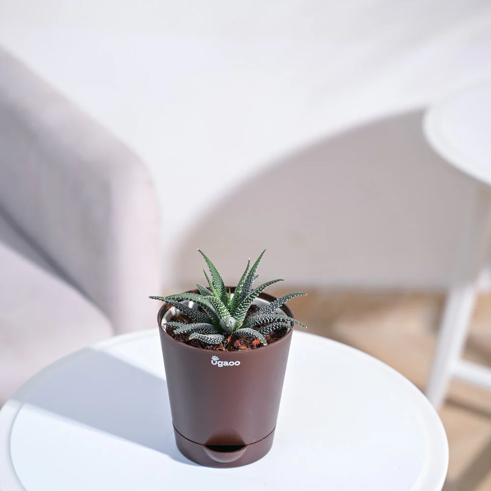 Product image 100