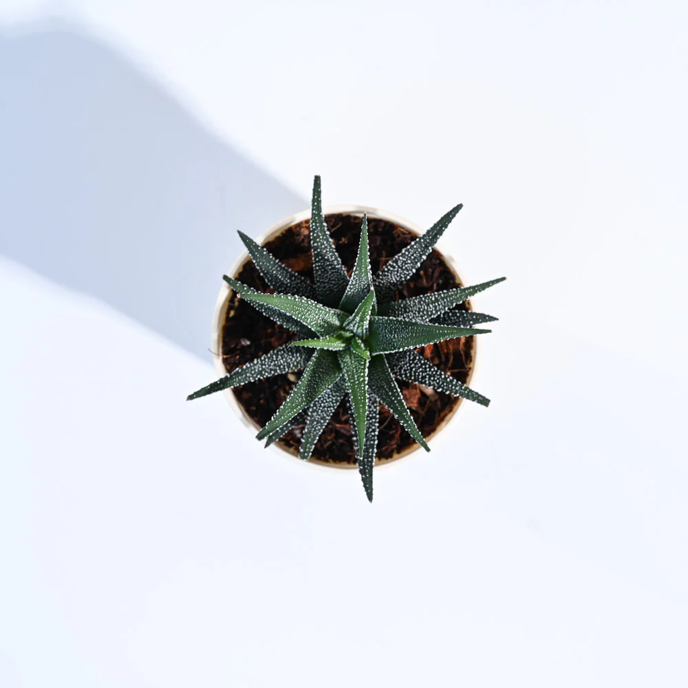 Product image 133