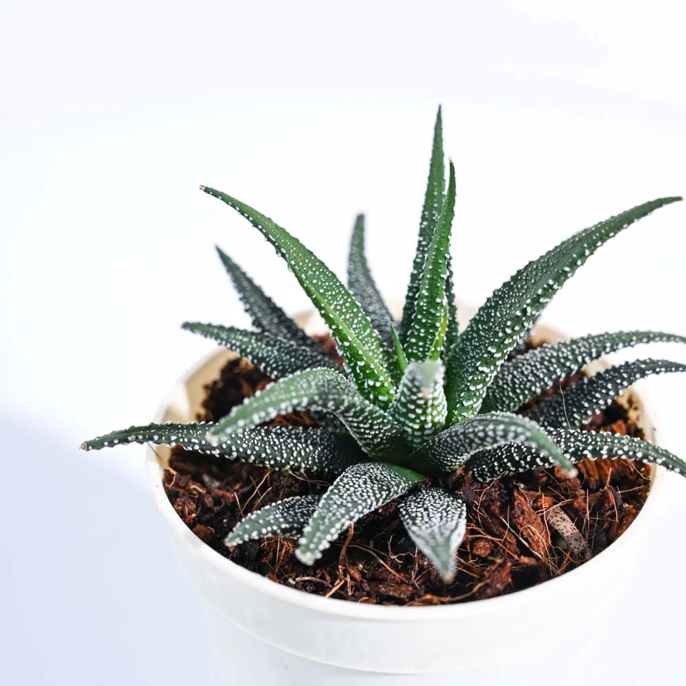 Product image 77