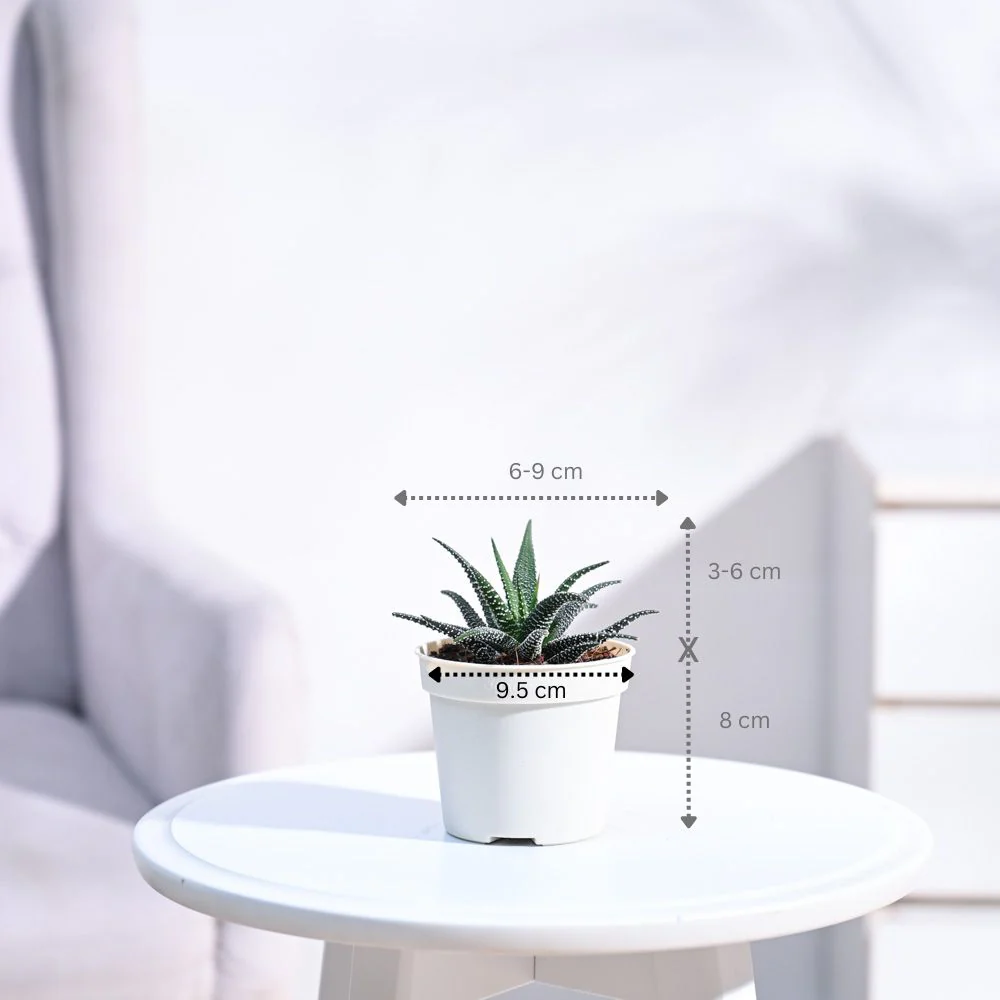 Product image 94