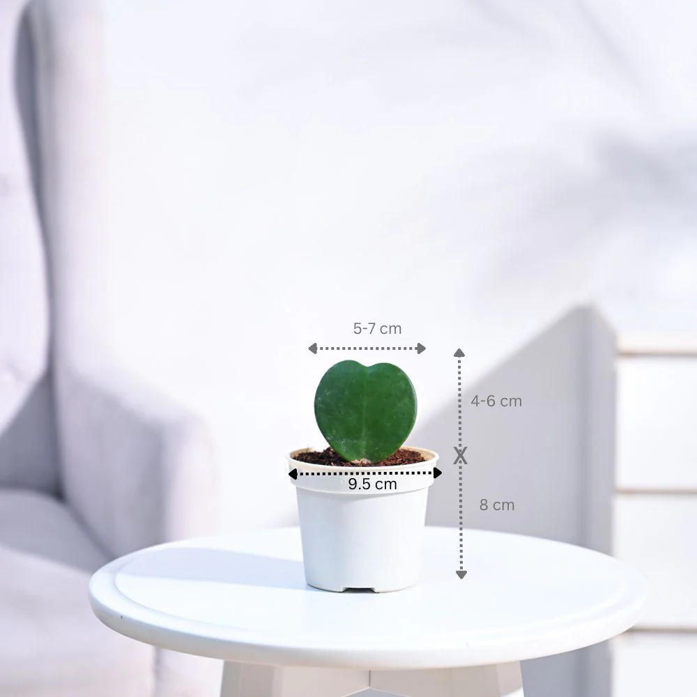 Product image 82