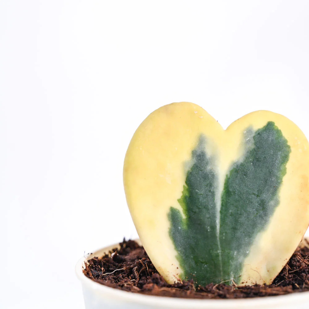 Product image 104
