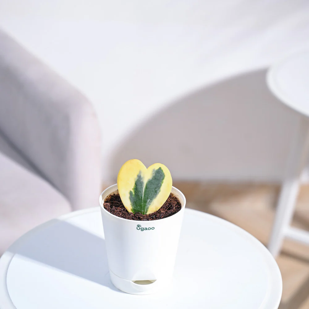 Product image 113