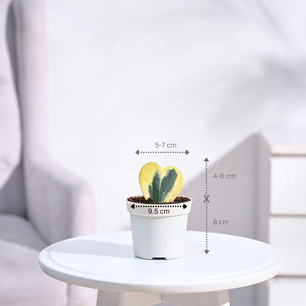 Product image 127