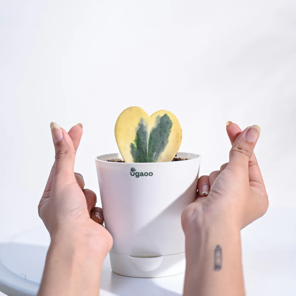 Product image 81