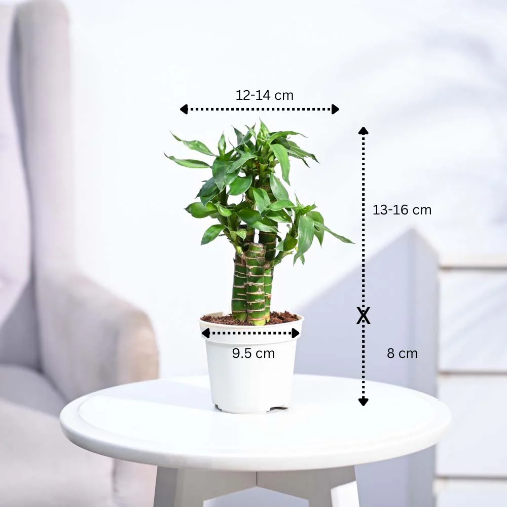 Product image 105
