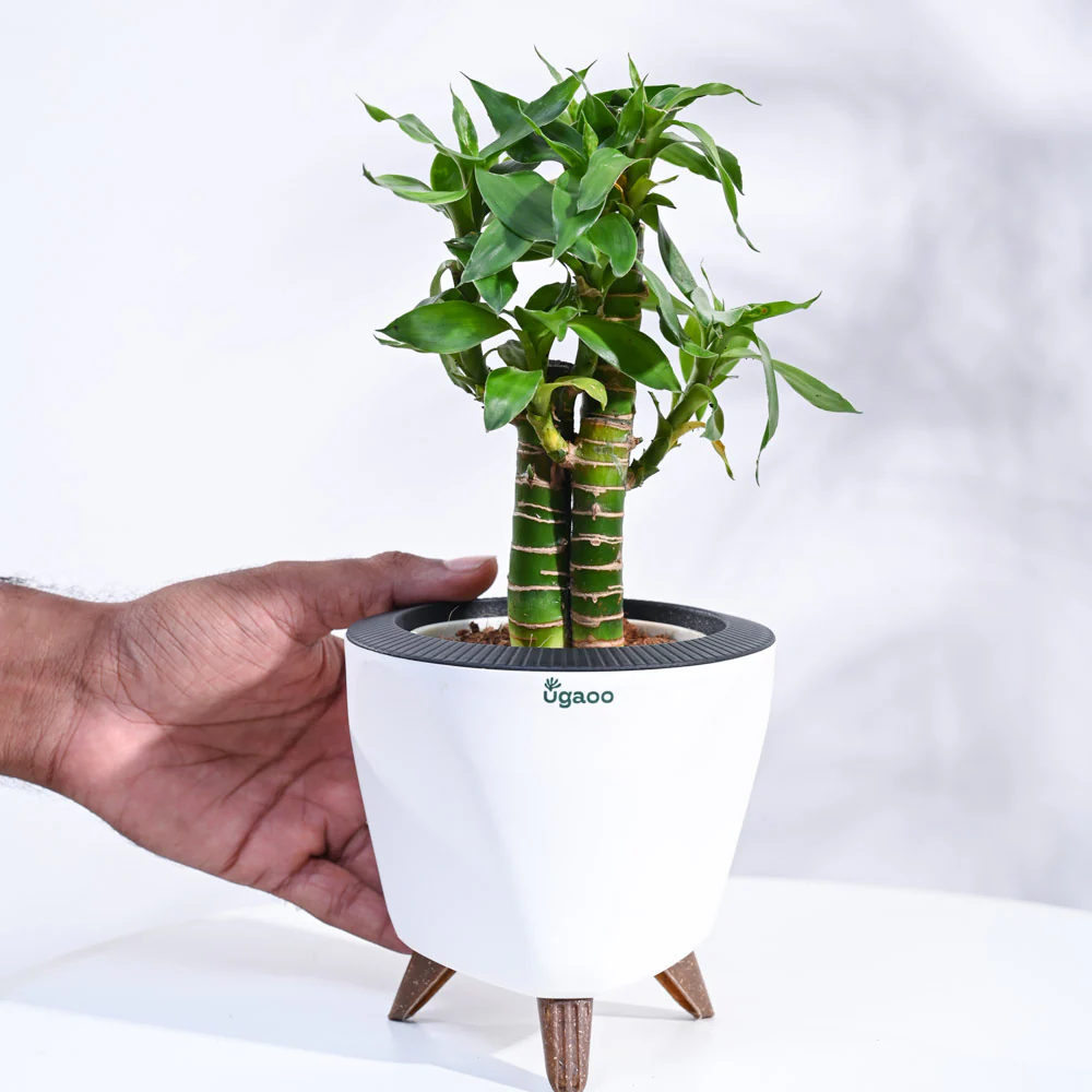 Product image 79