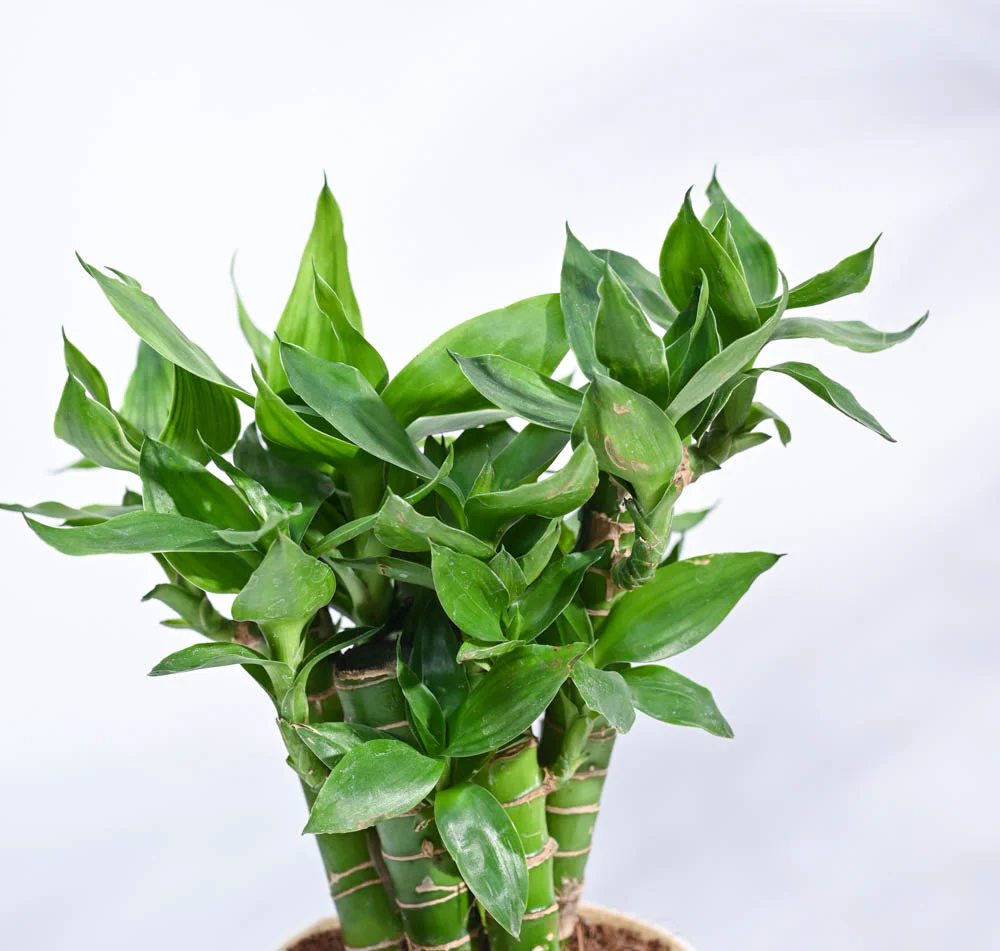 Product image 108