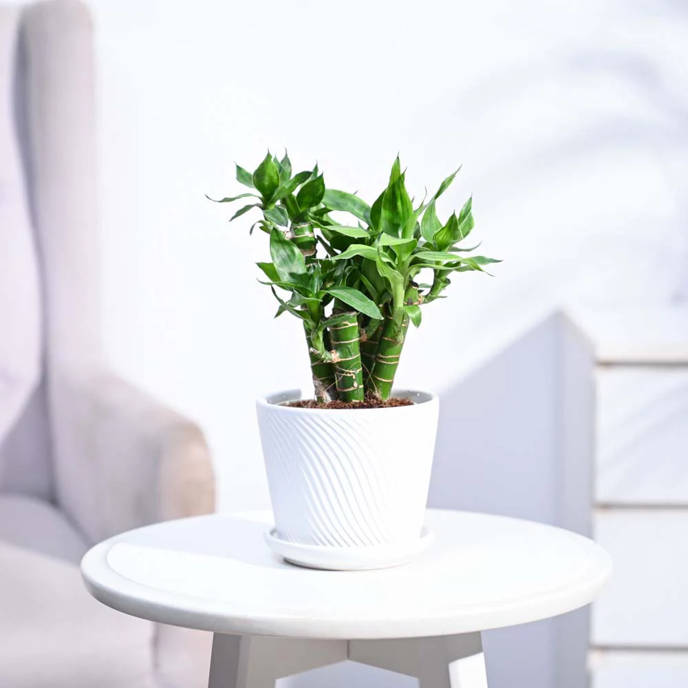 Product image 155