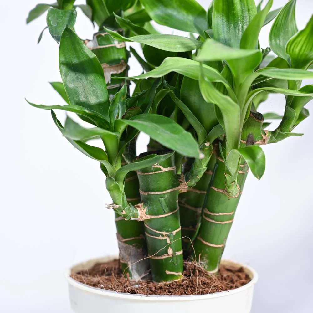 Product image 194
