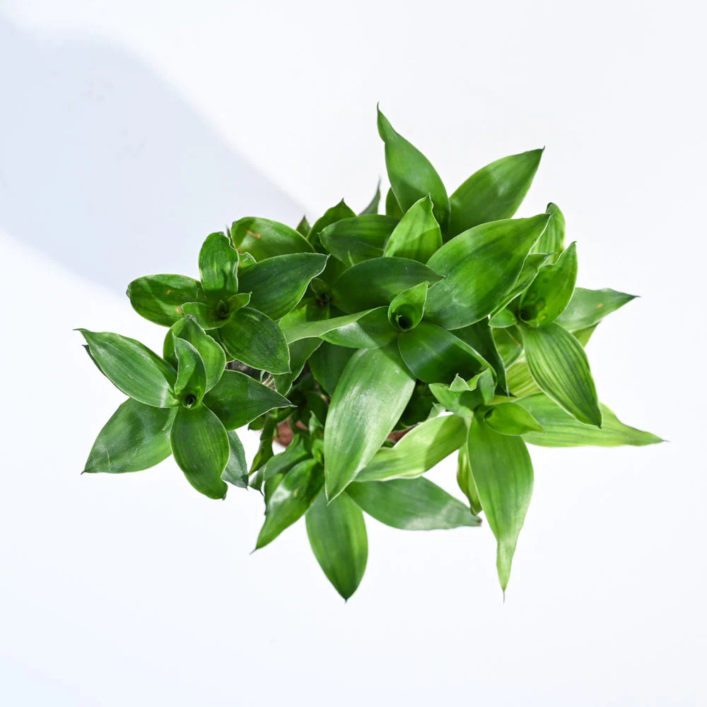 Product image 202