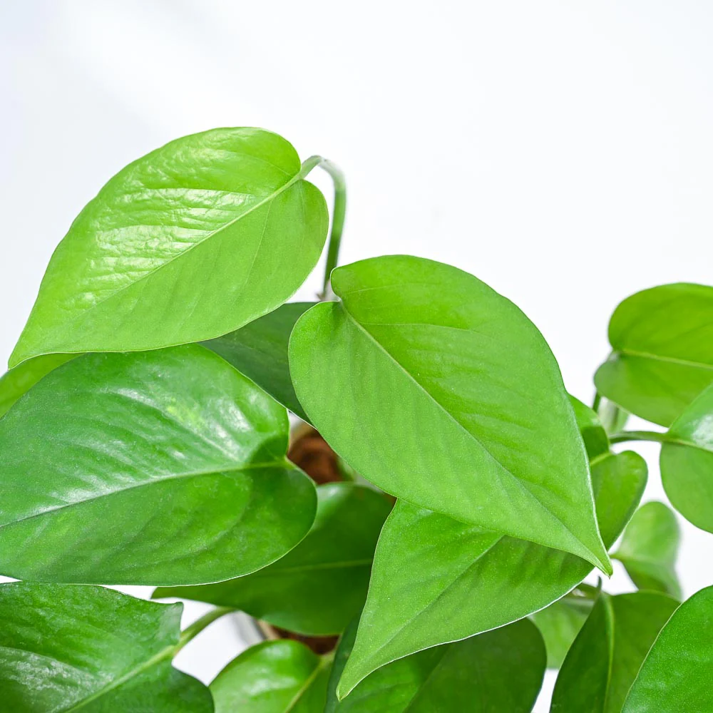 Product image 102