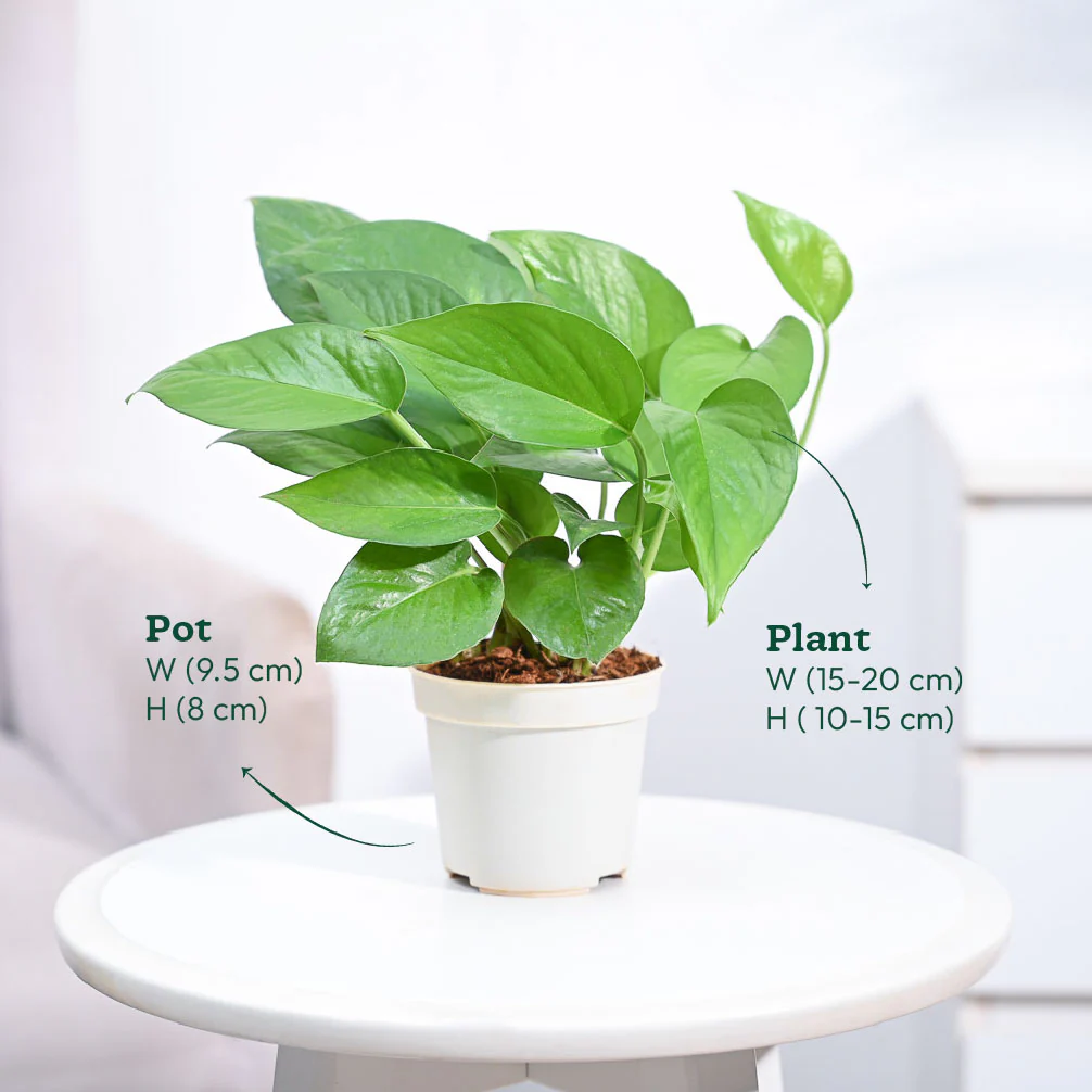 Product image 109