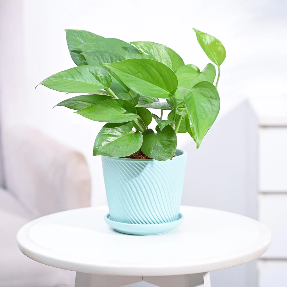 Product image 91