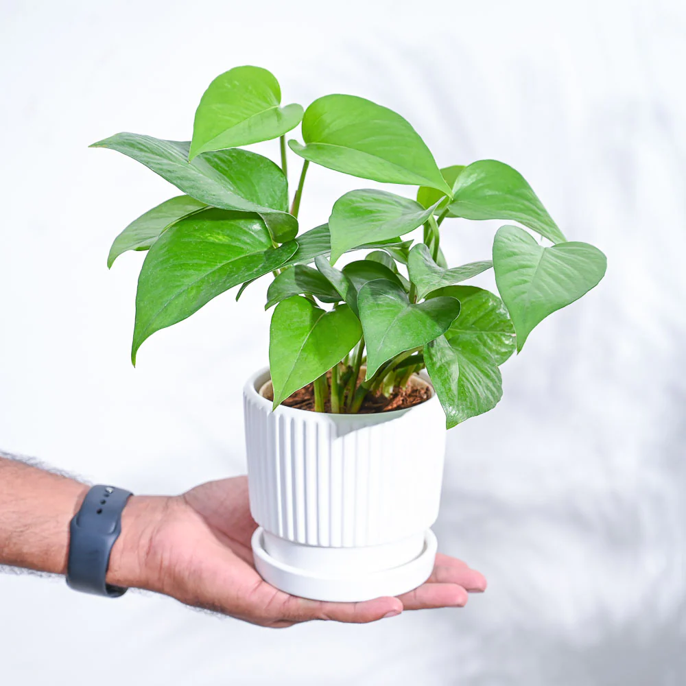 Product image 97