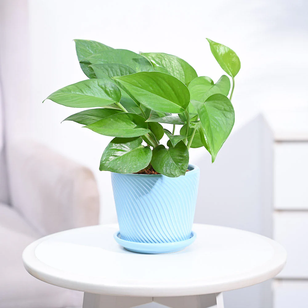 Product image 98