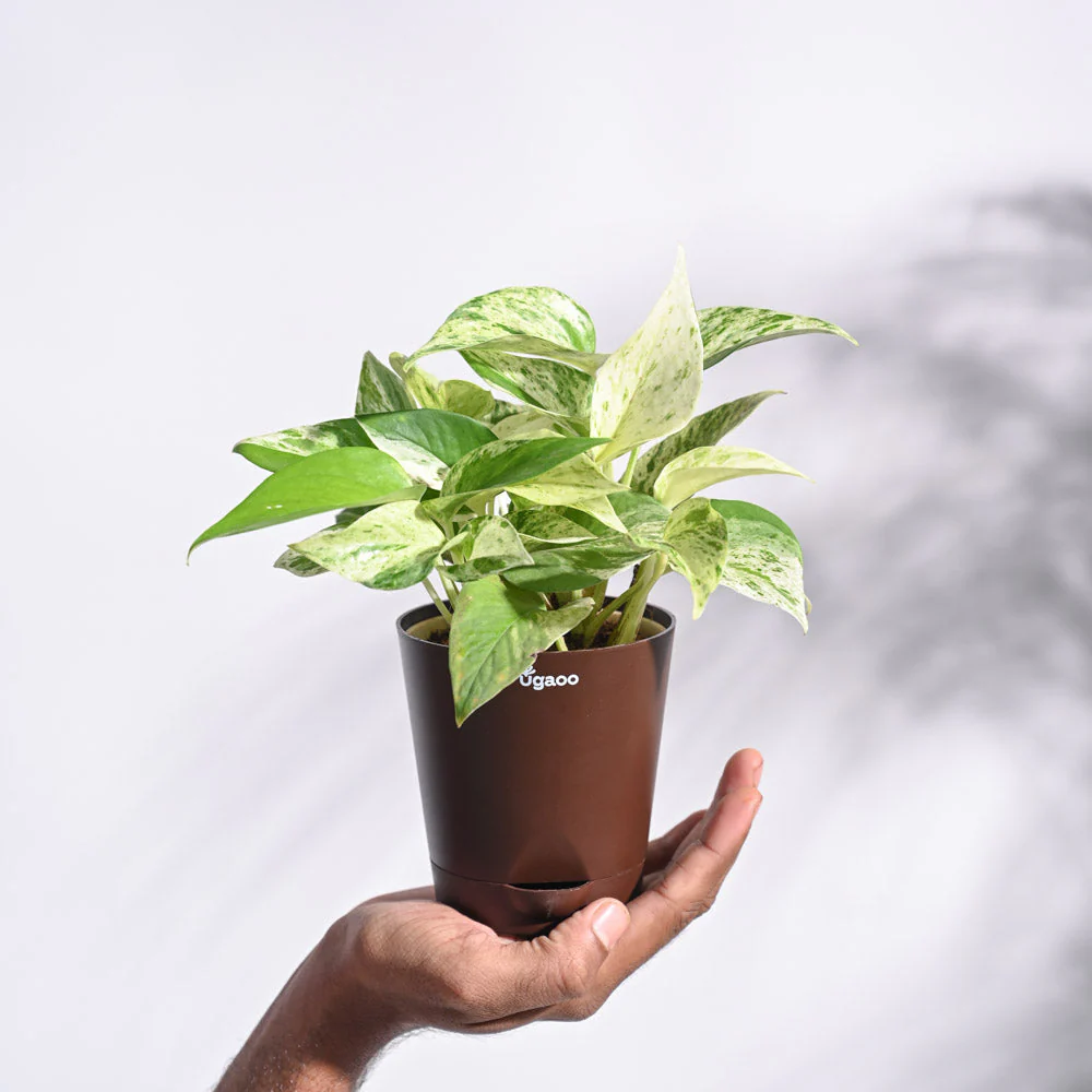 Product image 59