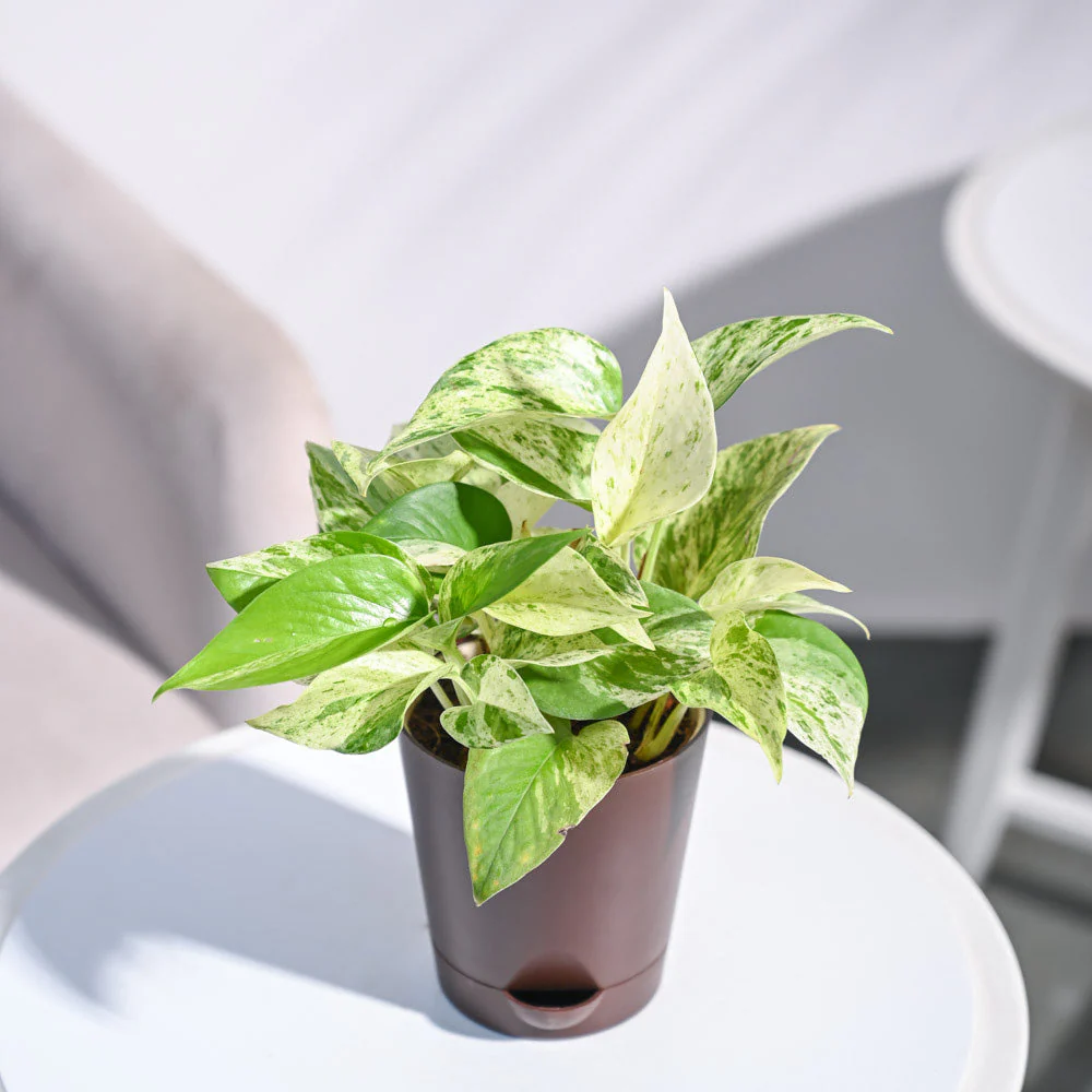 Product image 86