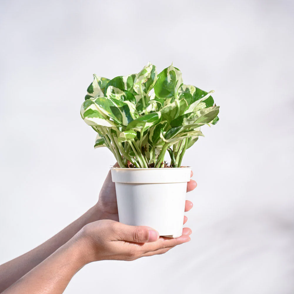 Product image 49
