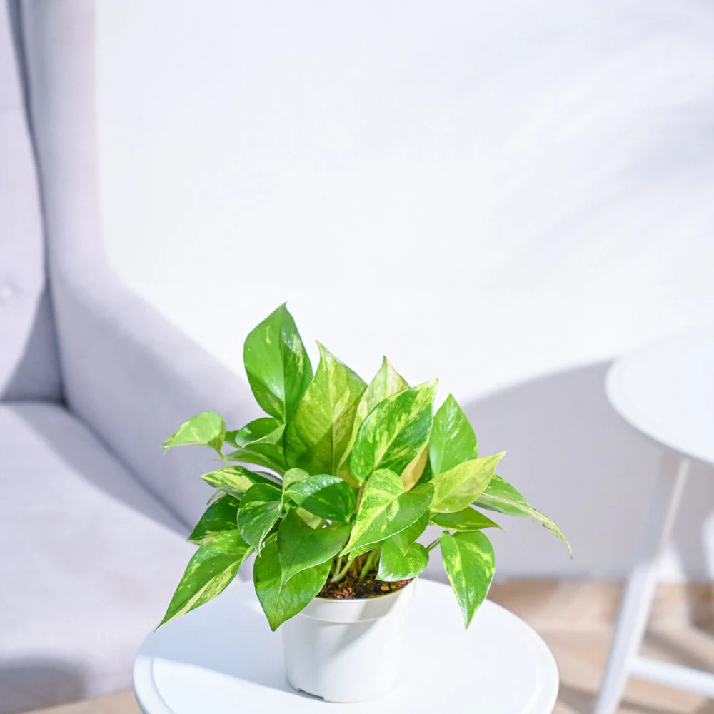 Product image 128
