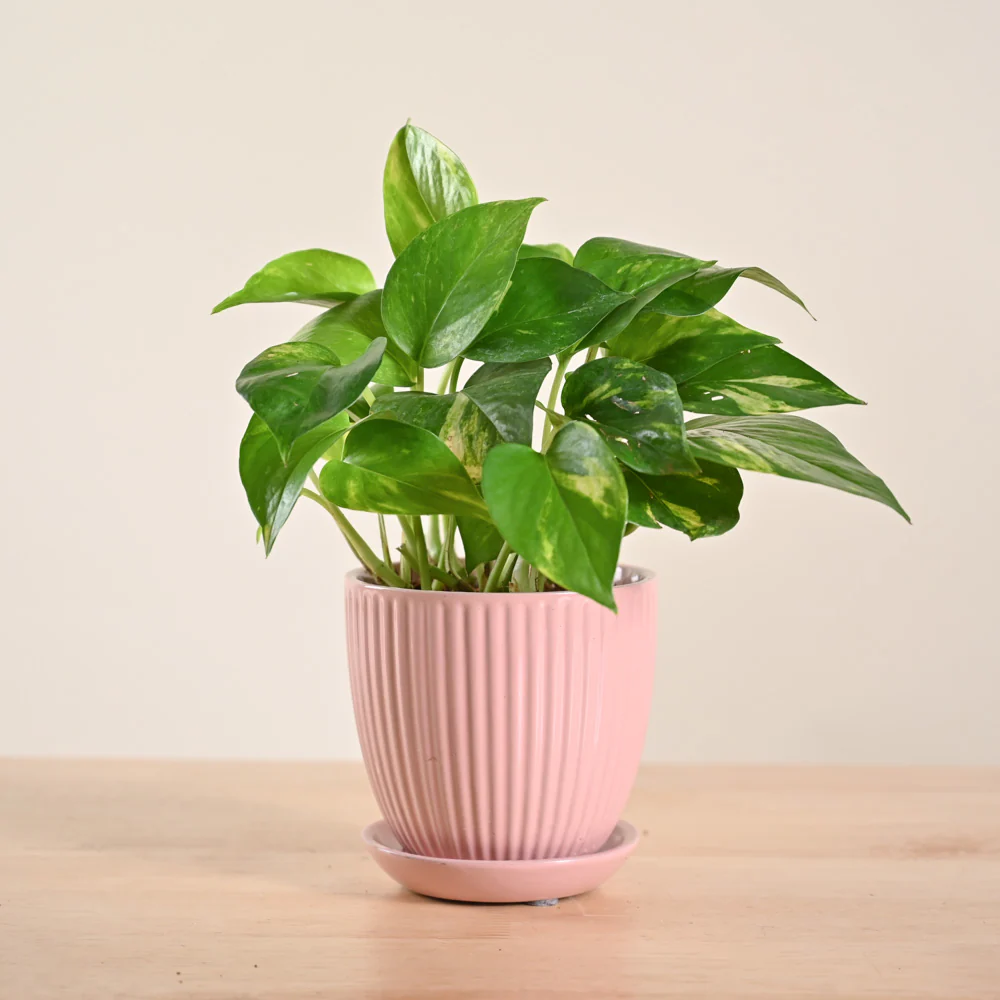 Product image 156