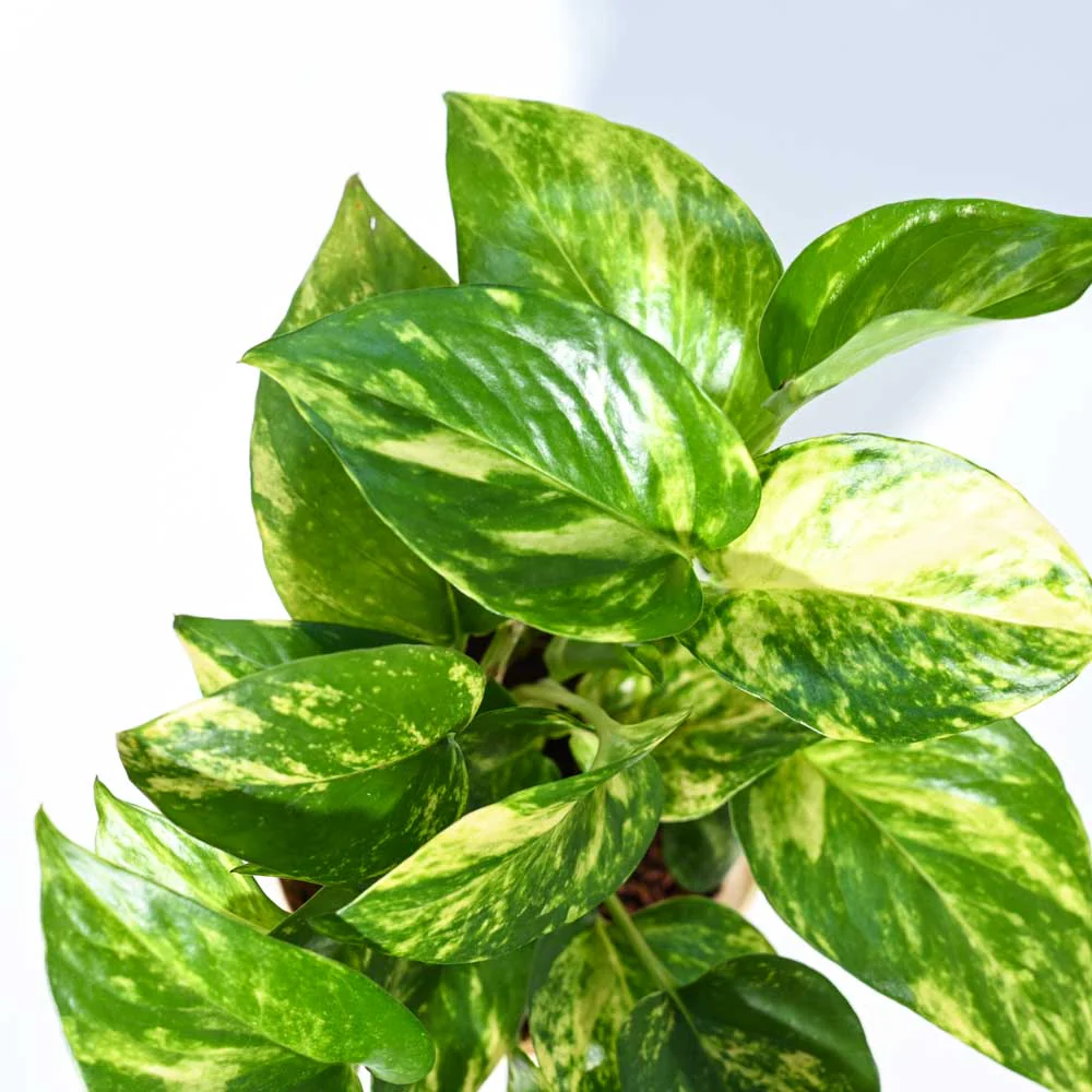 Product image 82