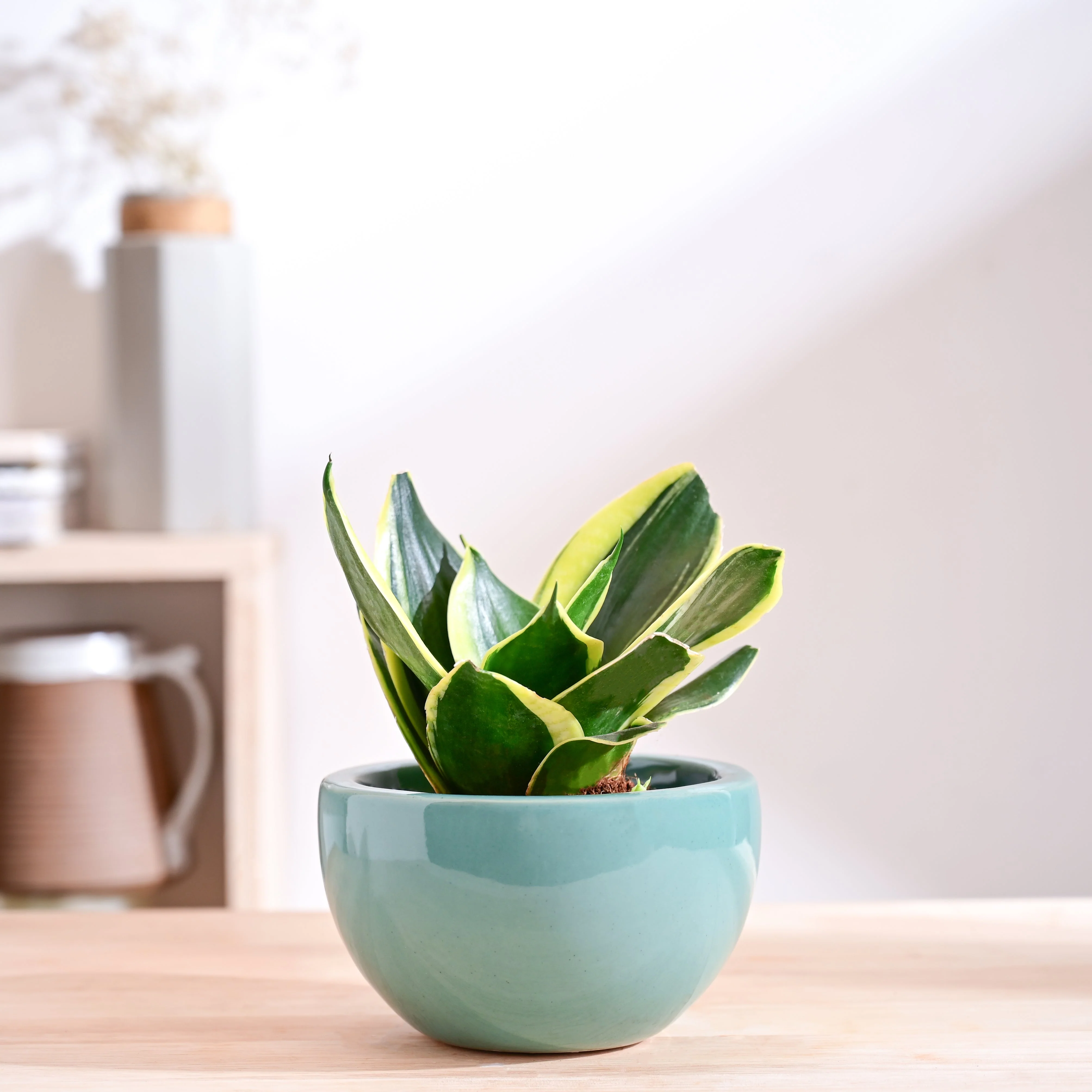 Planters Sale