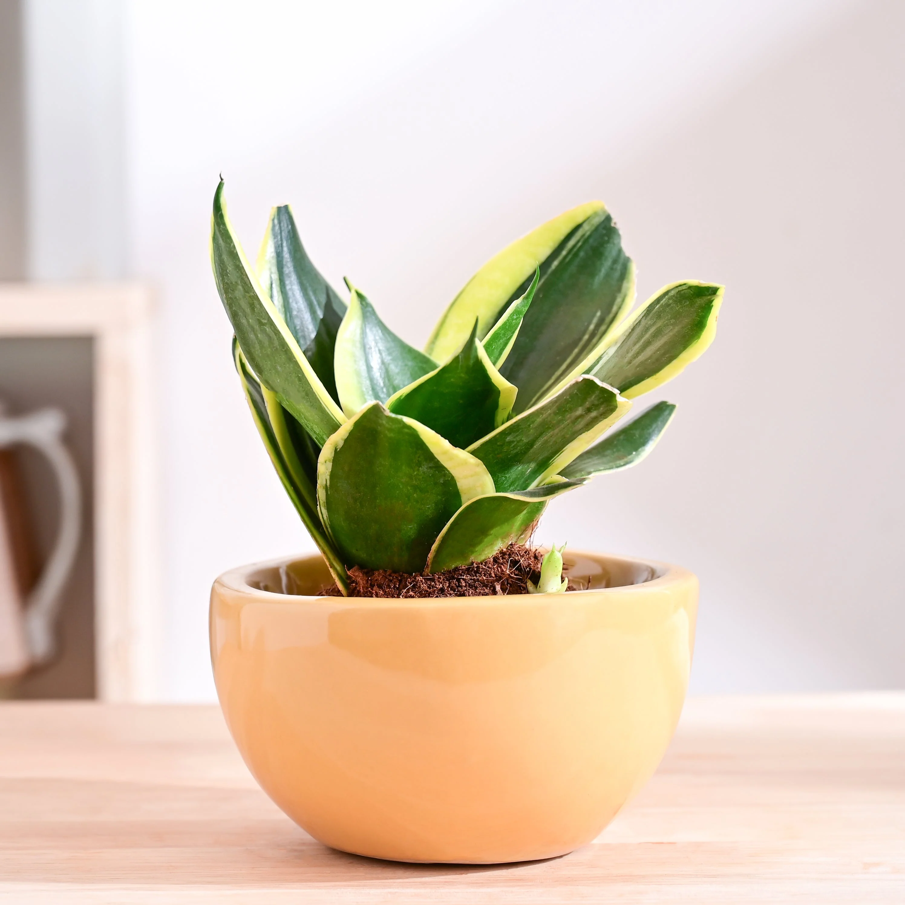 Product image 49