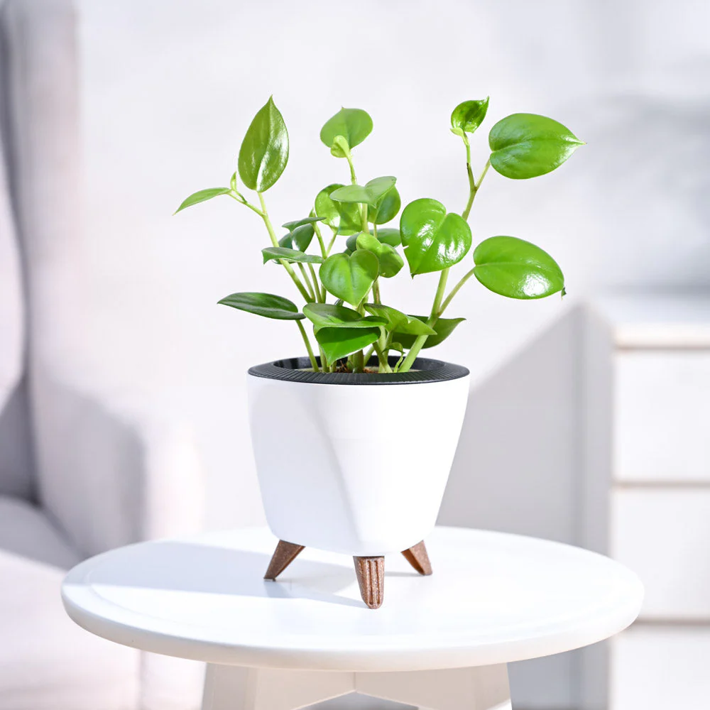 Product image 102