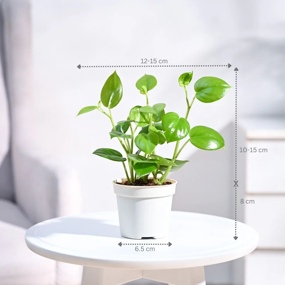 Product image 111