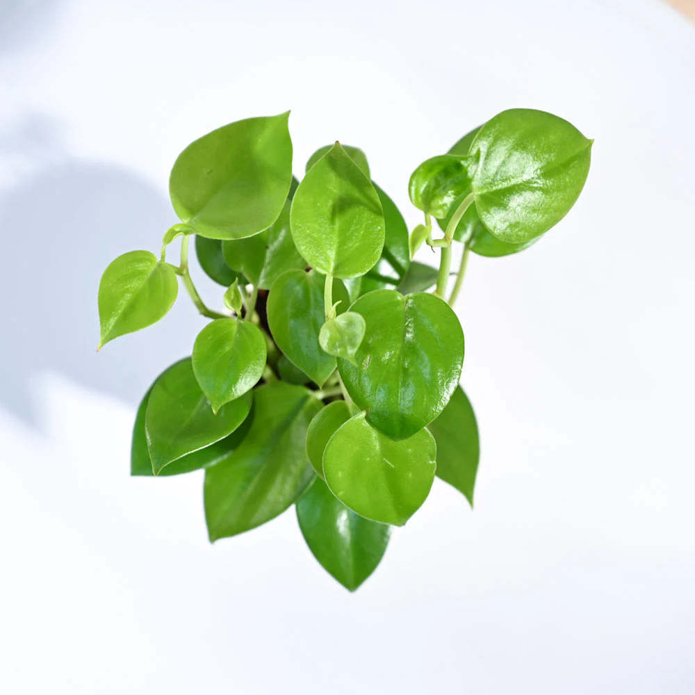 Product image 90