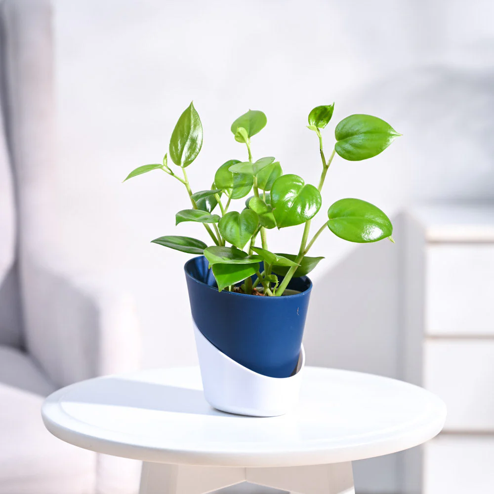 Product image 94