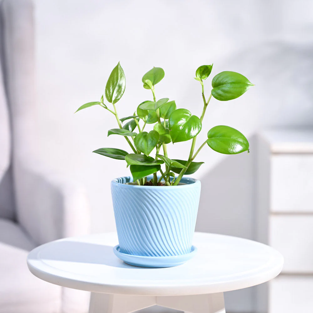 Product image 98
