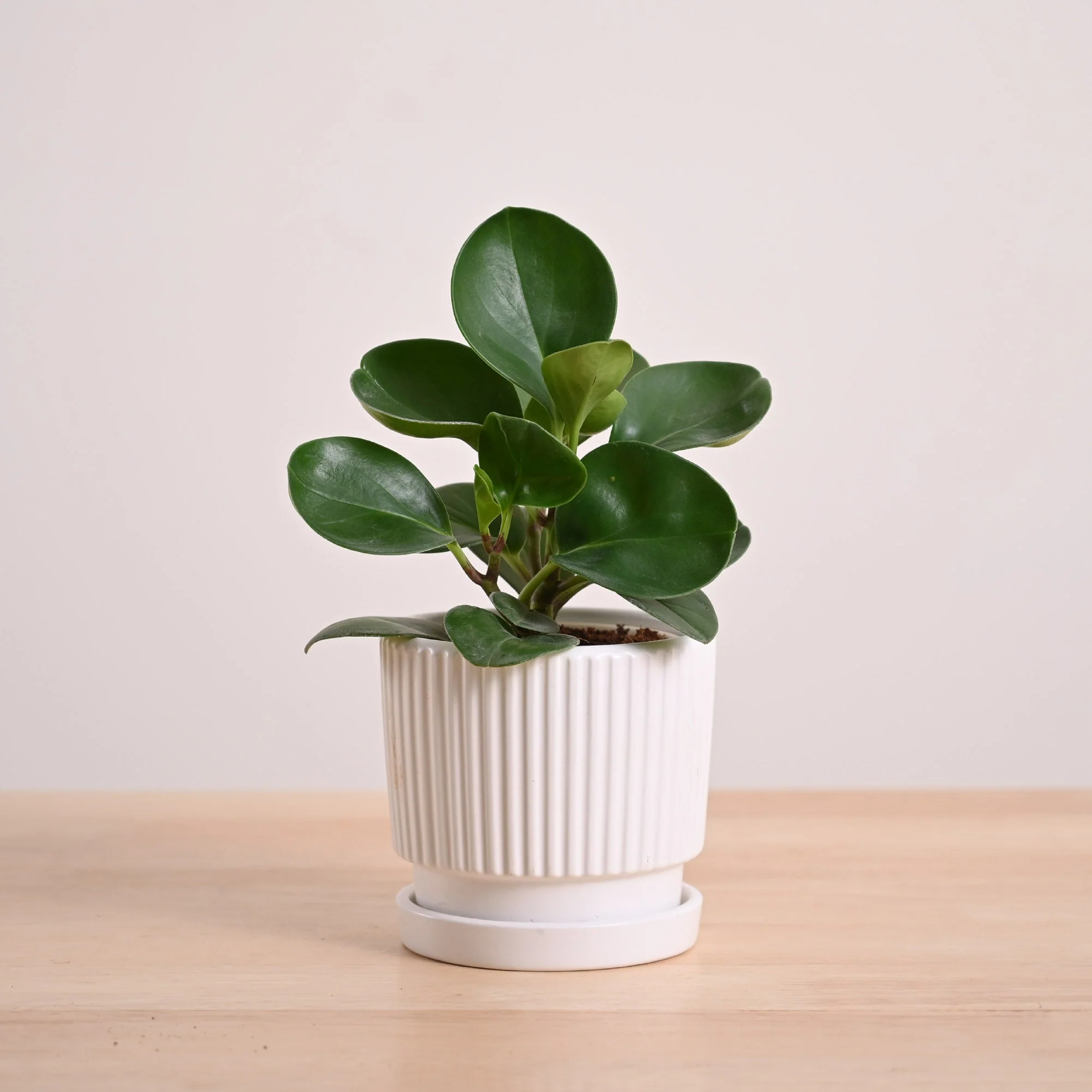 Product image 104