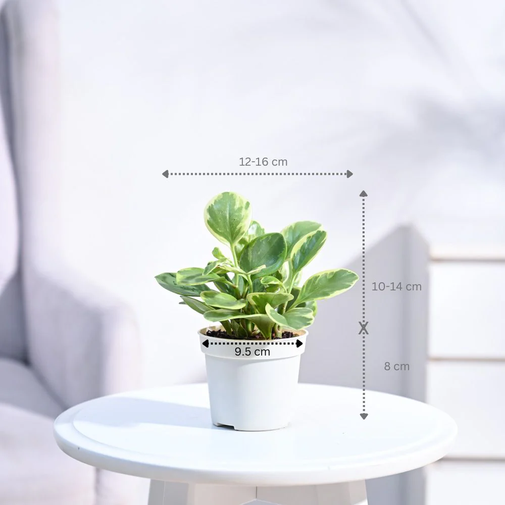 Product image 106