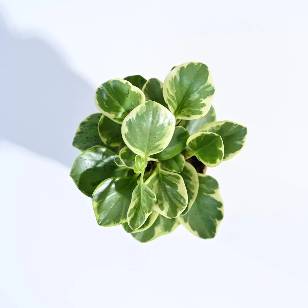 Product image 85