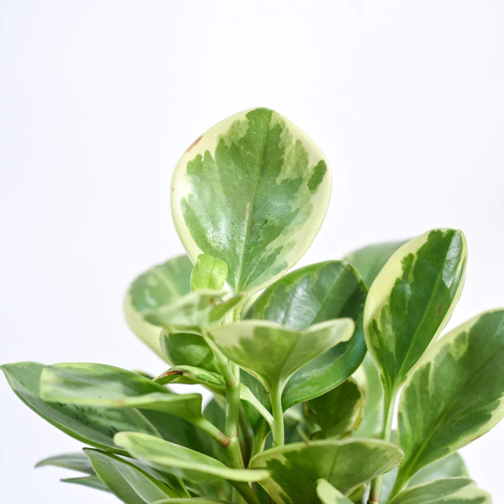 Product image 89