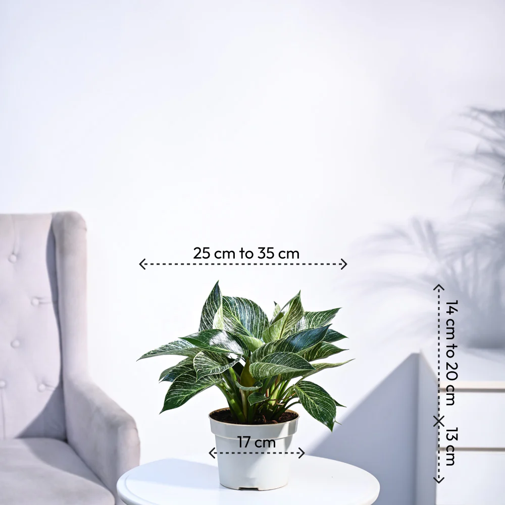 Product image 114